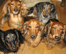 Doxies 2010 Oct