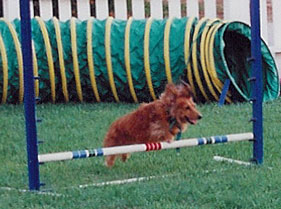 Brandy over the jump