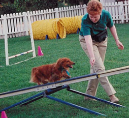 Brandy on the teeter