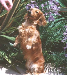 Brandy Begging July 98