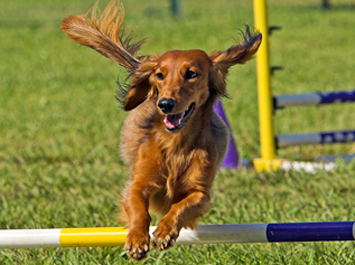 Asti Agility